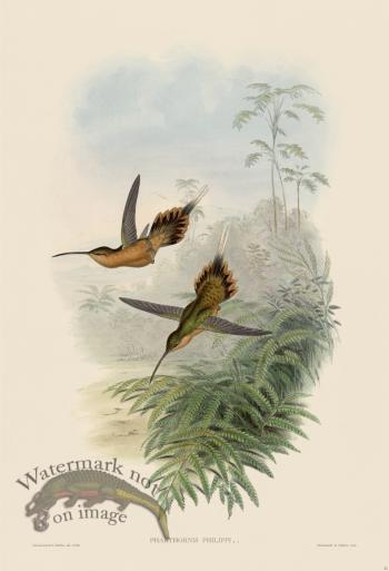 Gould Hummingbird 021